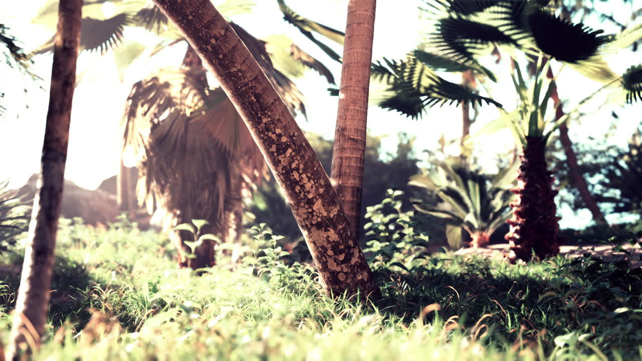 un paraíso tropical: palmeras y vegetación exuberante en una selva soleada