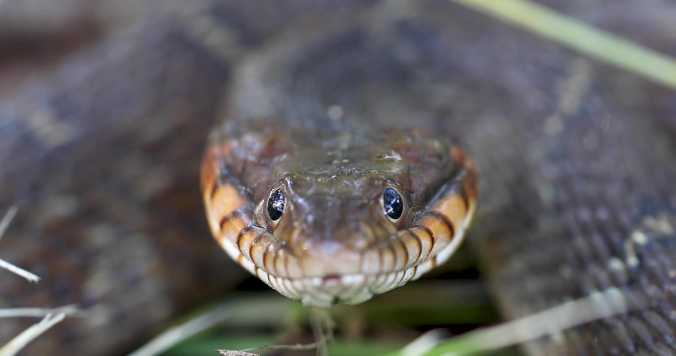 Video statico in primissimo piano di un serpente acquatico dal ventre liscio (Nerodia erythrogaster). La telecamera inquadra direttamente il muso del serpente.