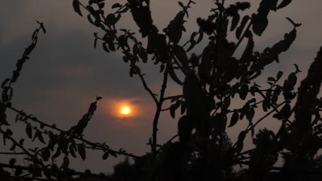 puesta de sol con hierba en primer plano arrastrada por el viento