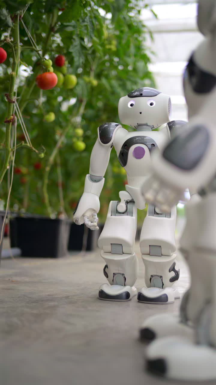 Two humanoid robots standing near rows of tomatoes in a greenhouse farm. Vertical