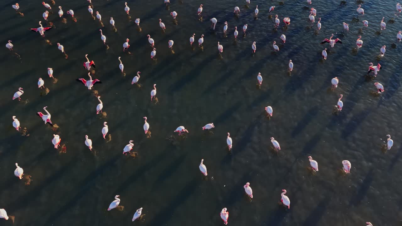 Many flamingos are standing and wading in shallow water at sunset