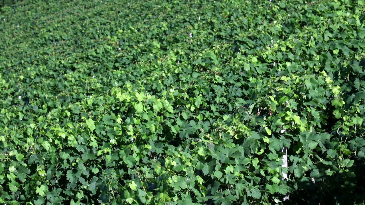 medium shot vineyards in Roero Piedmont Italy summer day