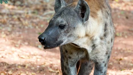 hyena moving and observing surroundings at zoo