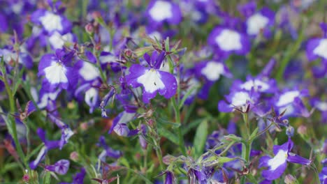 purple wildflowers move softly in natural daylight, slight wind creating gentle, rhythmic motion
