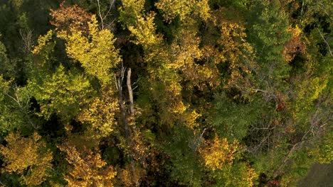 Downward shot of a forest as the autumn leaves change colors. Aerial shot.  4k.