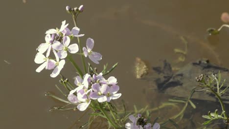 pretty pink flowers grow by waterside