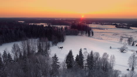 4k snowy forest in winter frosty day