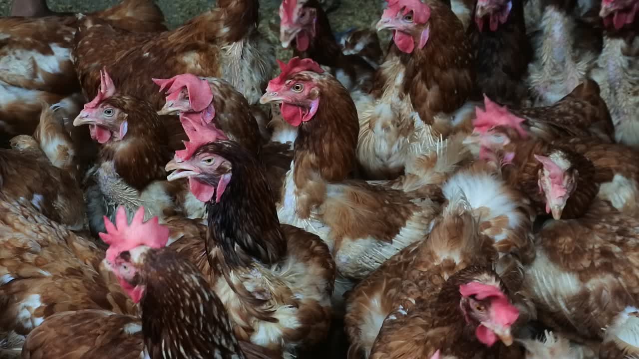 cientos de pollos con plumas rojizas en el gallinero