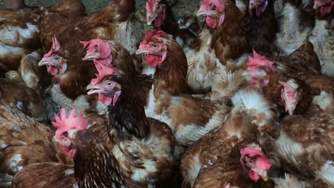 hundreds of chickens with reddish feathers in the coop