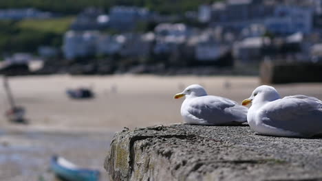 two white seagulls birds wildlife sitting on ledge in english town cornwall england uk 1920x1080 hd