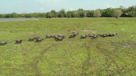 antena: dron sri lanka vida silvestre búfalo