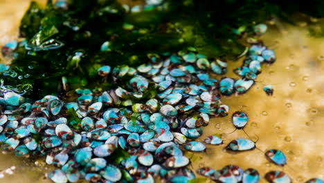 abalone spat with turquoise shells crawl amongst sea lettuce in tank