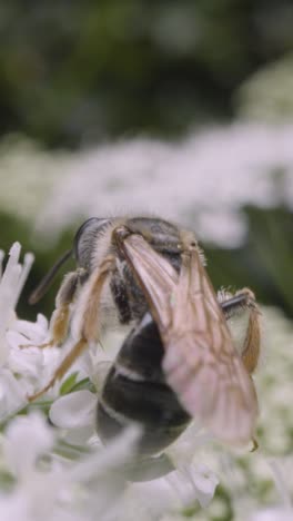 Vertikales-Video-Nahaufnahme-Einer-Biene-Auf-Einer-Blume,-Die-Nektar-In-Der-Britischen-Landschaft-Sammelt