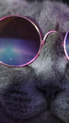 disco cat in trendy glasses in neon light the cat is dancing on a purple background disco cat in trendy glasses in neon light the cat is dancing on a purple background slow motion