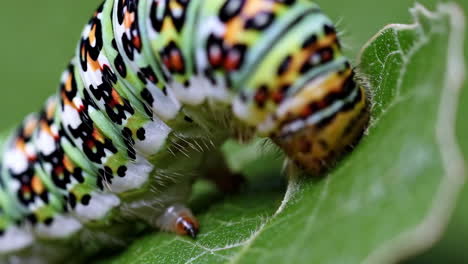 close-up of a caterpillar eating a leaf