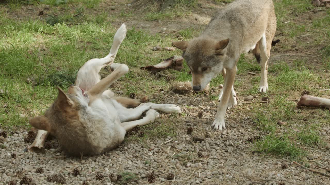 Two European wolves engage in playful and submissive interaction on a grassy, wooded ground with scattered bones, under soft natural daylight and steady camera framing