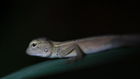 The-Oriental-Garden-Lizard-is-also-called-the-Eastern-Garden-Lizard,-Bloodsucker-and-Changeable-Lizard