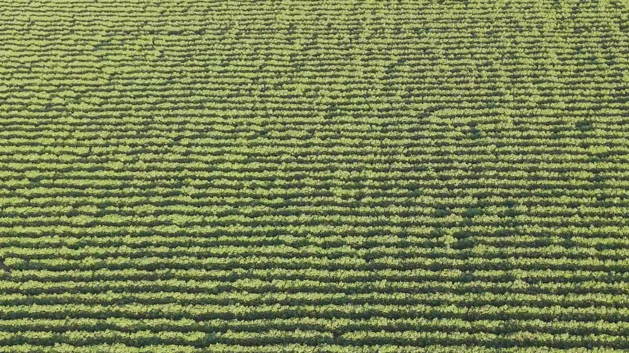Detailed aerial footage showcasing tightly packed rows of green crops in a field.