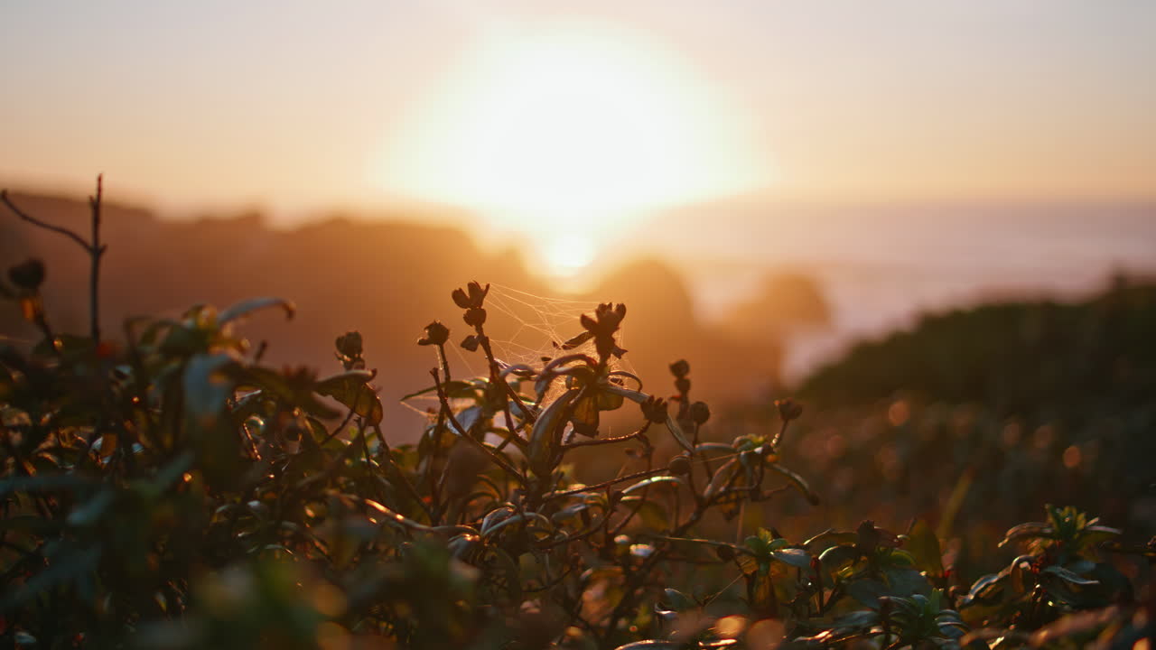 silueta de hierba luz del sol de la mañana en la costa de cerca. tranquila puesta de sol en la costa.