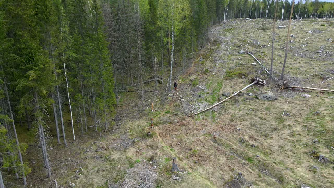 Girl Hiking with Dog At Logging site in Forest, Aerial Backward