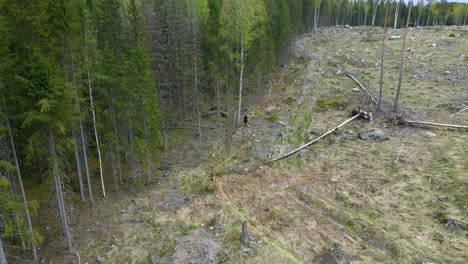 Chica-De-Excursión-Con-Perro-En-El-Sitio-De-Tala-En-El-Bosque,-Antena-Hacia-Atrás