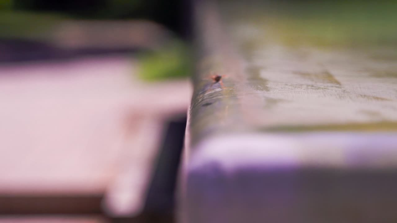 One wasp sliding down of a fountain's water meanwhile try to drink, slow mo.