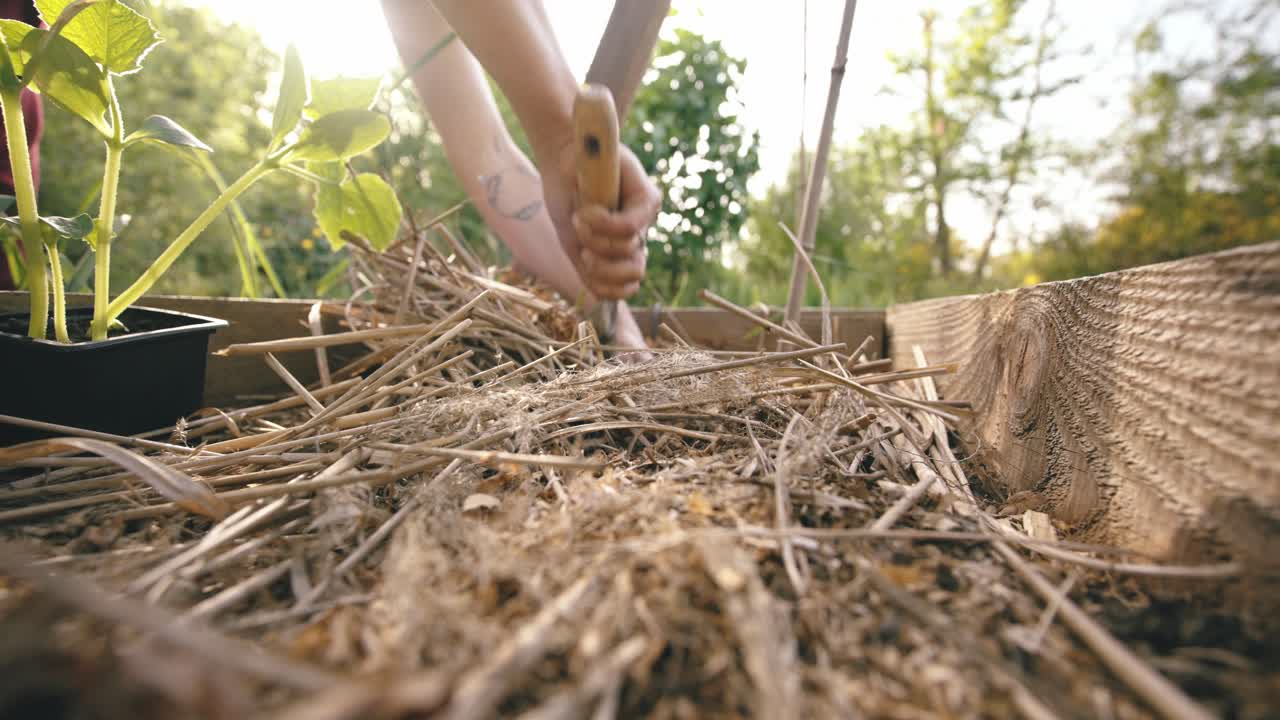 She parts straw mulch to ready the garden bed