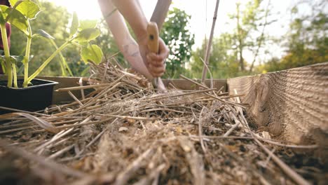 she parts straw mulch to ready the garden bed