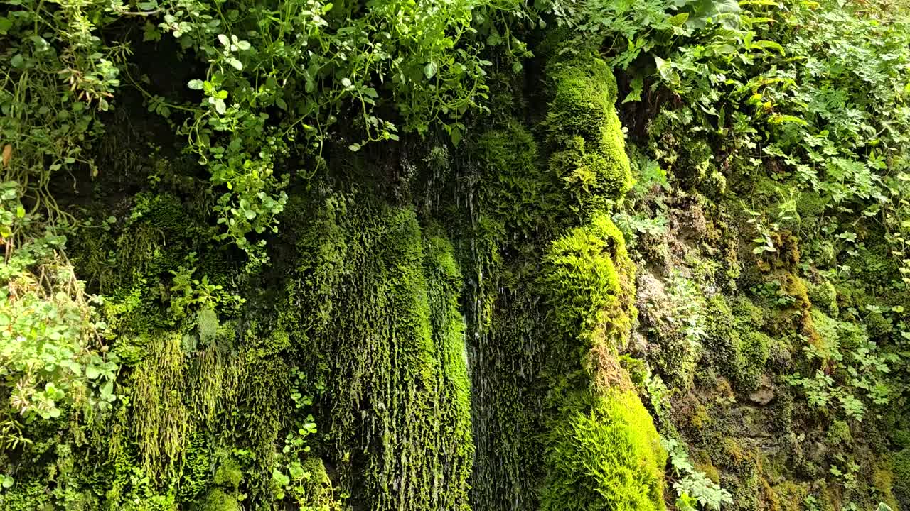 A green moss covered wall with water dripping down it into a water trough, in a shady corner of an English country house garden. Slow pan up