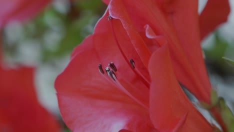 close up of spring azalea flower