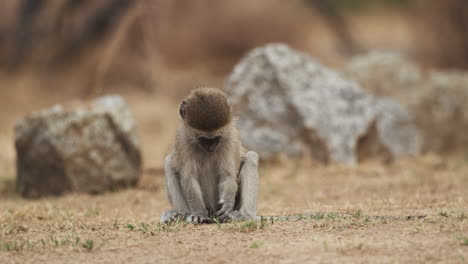 cute young vervet monkey feeding small grass on arid ground