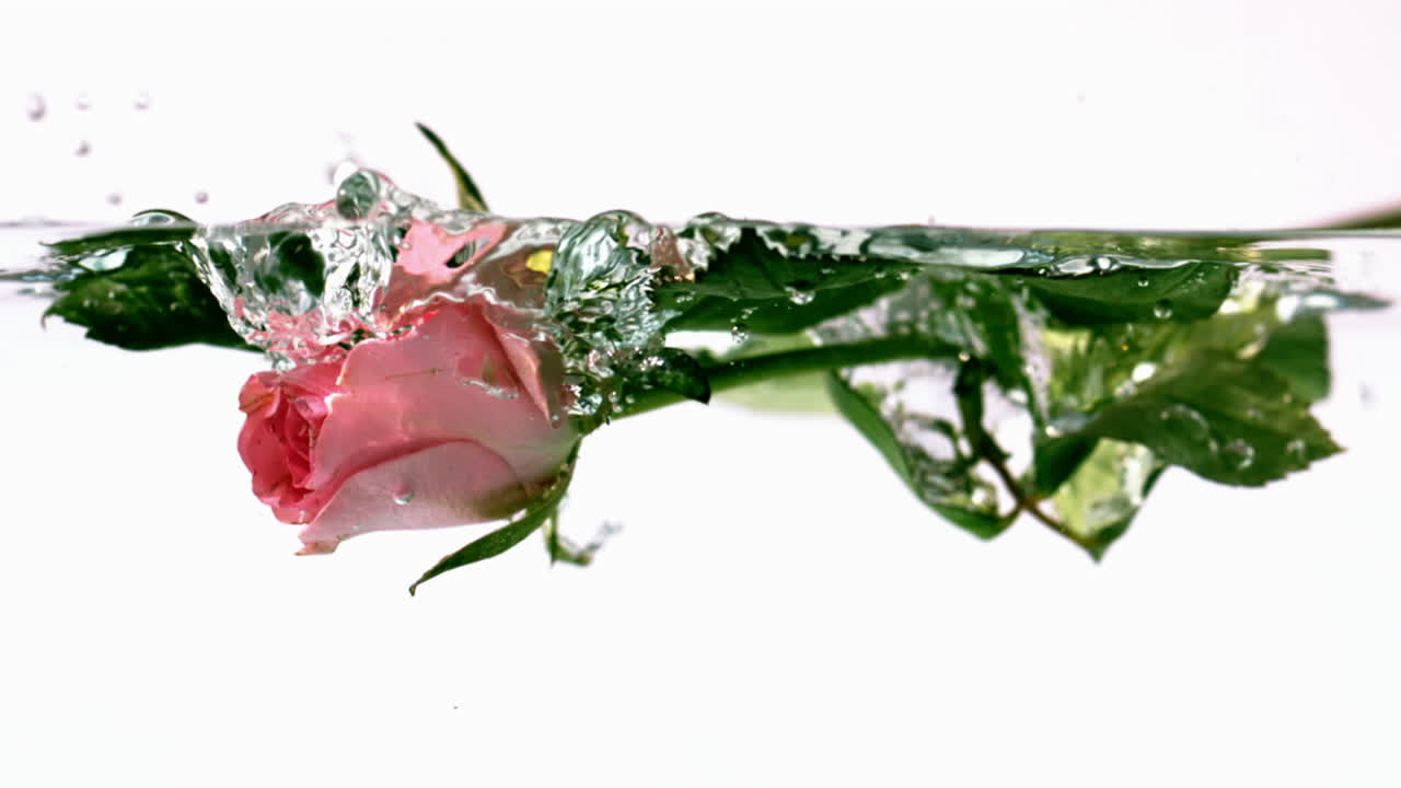 Premium stock video - Pink rose falling into water