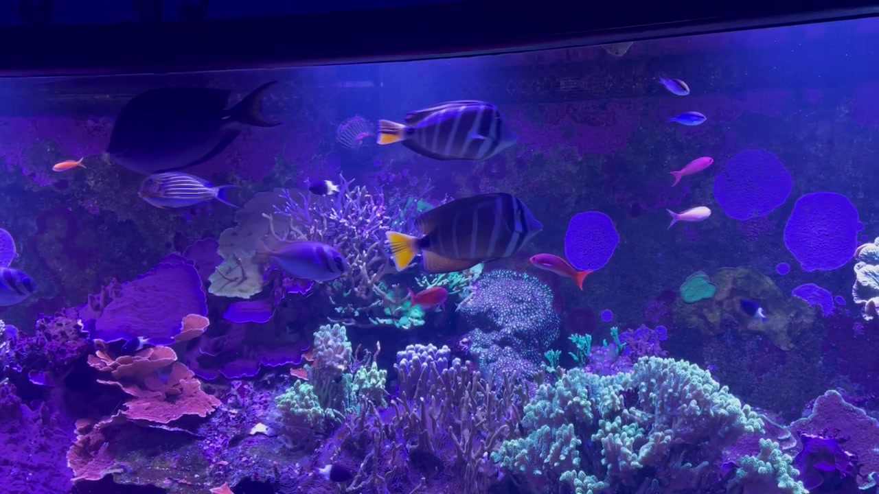 Ikan berwarna-warni di akuarium