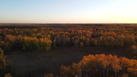 Incredible-autumn-landscape-with-a-variety-of-autumn-colors-in-the-trees-of-a-large-forest-in-Alberta,-Canada