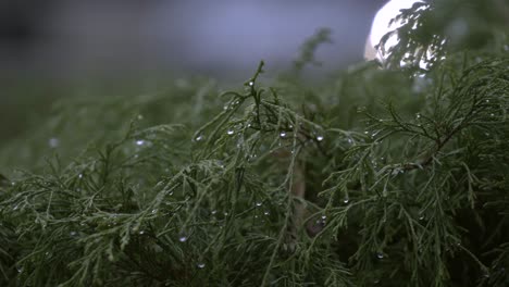 hermosa planta de abeto mojada de la lluvia al lado de la carretera - cerrar