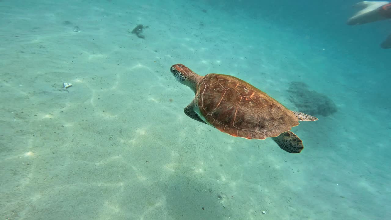 Green sea turtle swims by person over sandy seabed in turquoise water