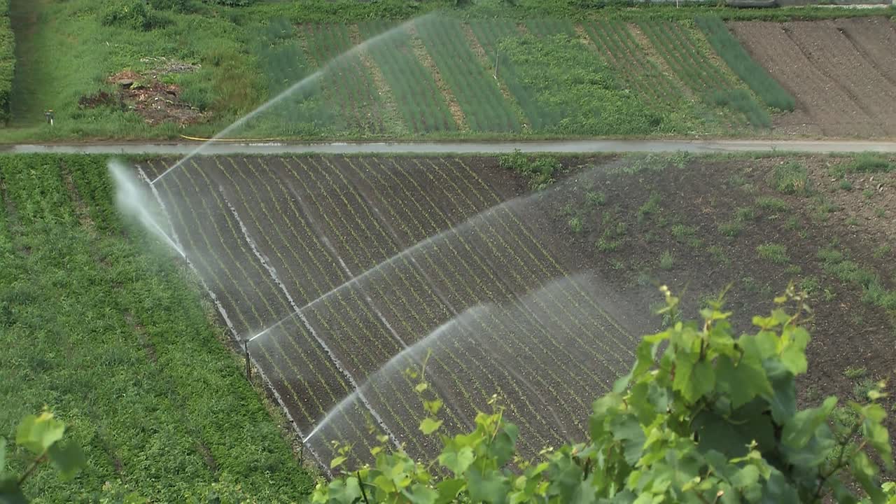 riego por aspersión en el lago de constanza en alemania