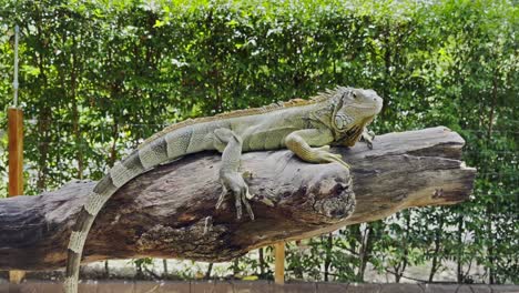 green iguana on a branch against a background of green leaves