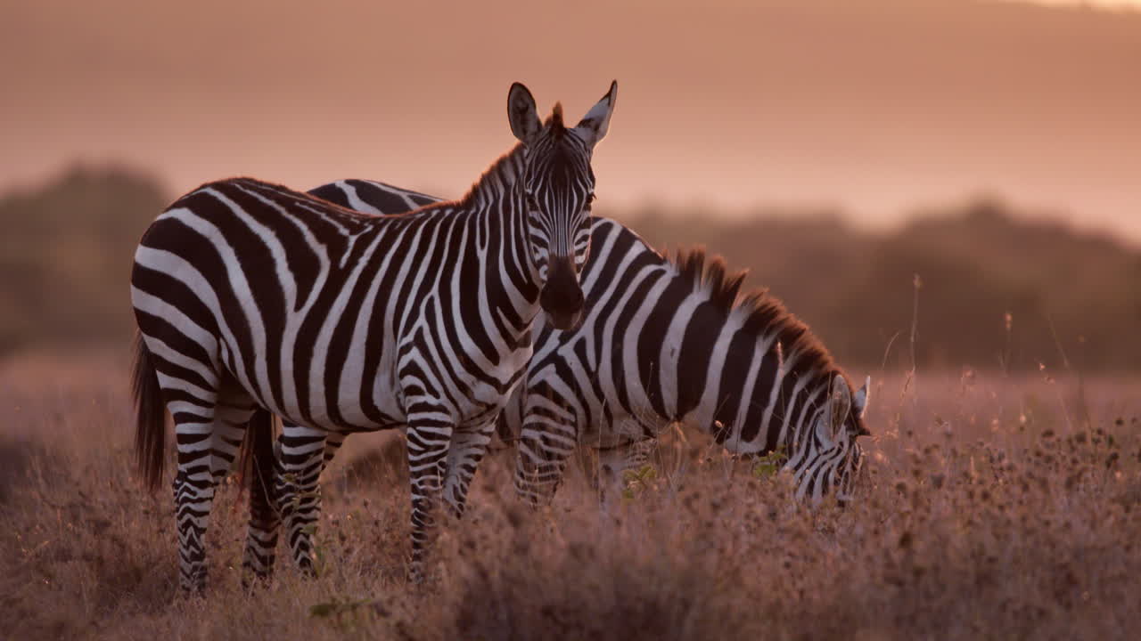 Inquadratura ampia di due zebre che brucano l'erba nelle pianure del Kenya