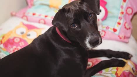 close up of small black and white pet dog lying on bed looking to camera