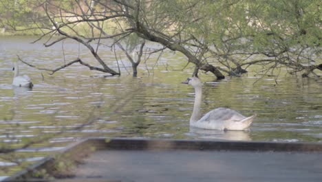 Swans-on-countryside-park-lake