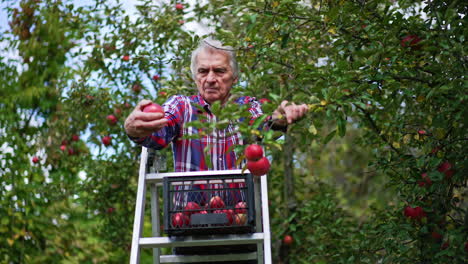 industrious old male farmer gathering the harvest of apples in his orchard. man stands on a step ladder and puts apples into a plastic box.