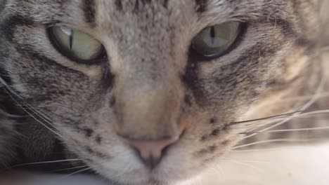 curious young striped tabby cat portrait shot looking at surroundings macro shot