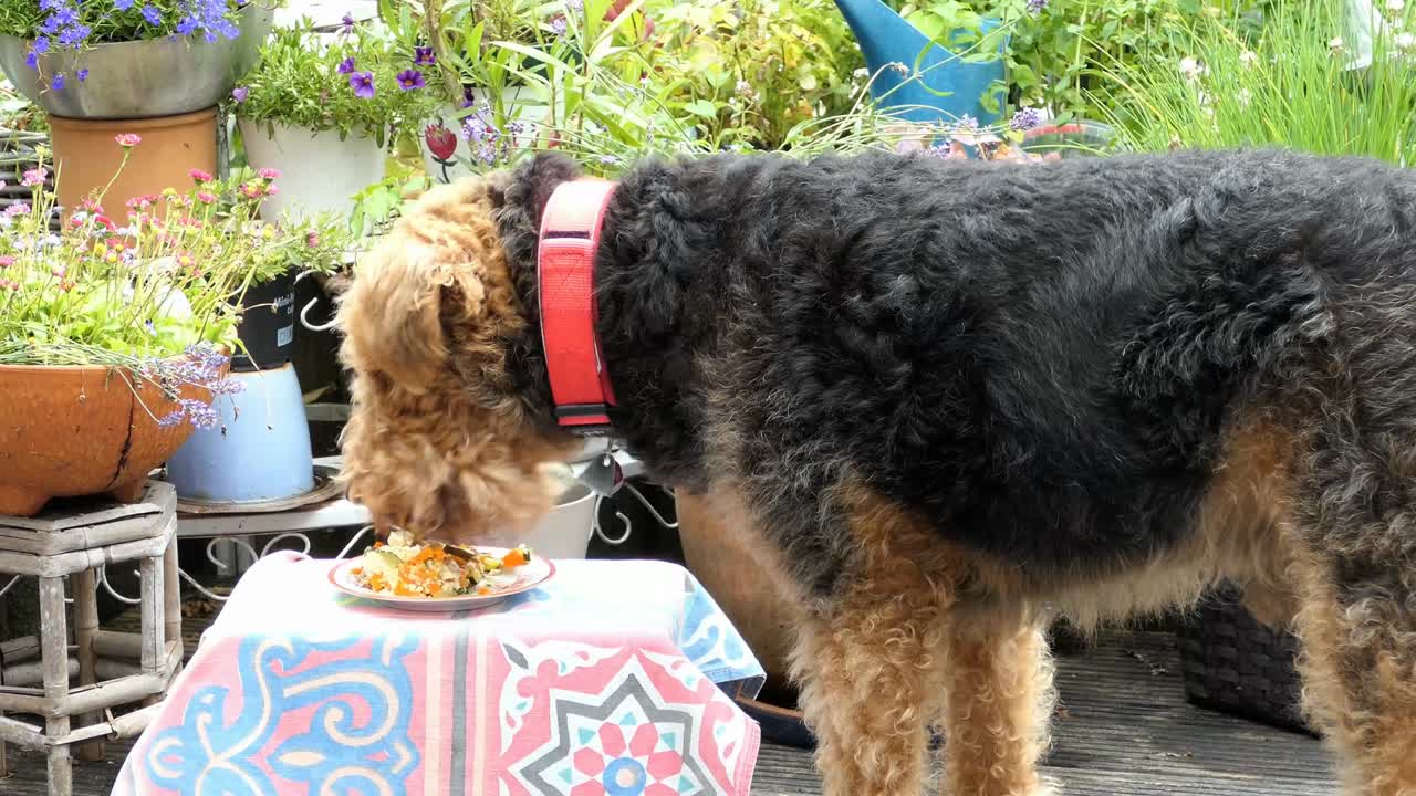 Birthday cake for our Airedale Terrier who is born on July 4th 2007. Bavaria, Germany.