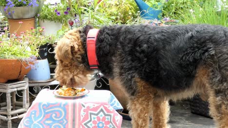 birthday cake for our airedale terrier who is born on july 4th 2007. bavaria, germany.