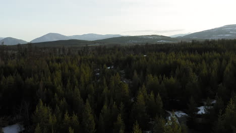 evergreen trees at sunset stretch on for miles into the rocky mountains