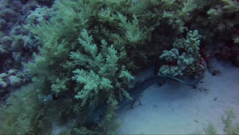 Giant-moray-eel-hunting-on-reef-during-the-day