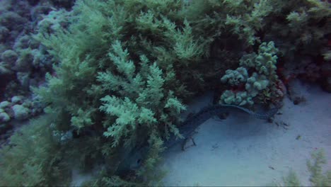 giant moray eel hunting on reef during the day