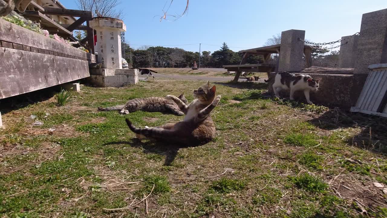 Ripresa in soggettiva al rallentatore mentre si gioca con un gatto all'aperto in un ambiente naturale.