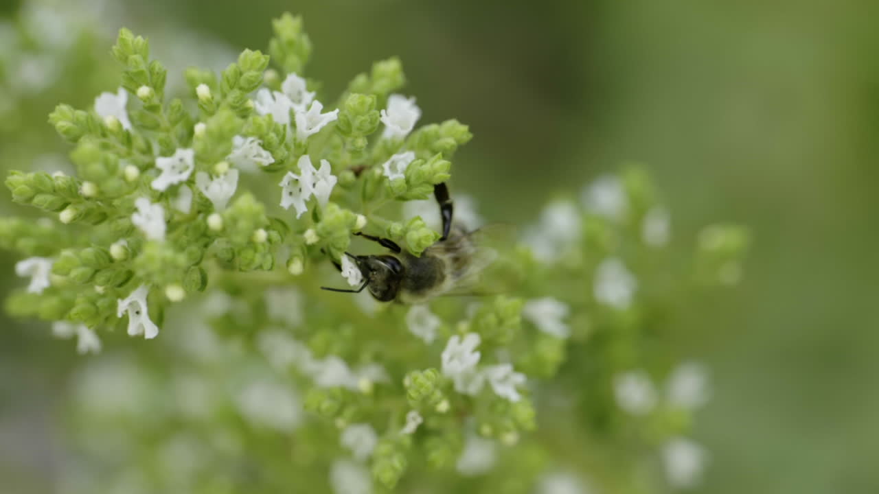 Bee on Oregano Flower